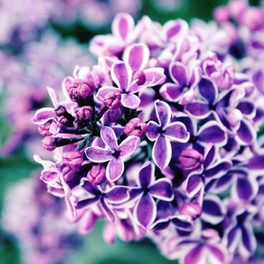 Lilac Hand Poured Soy (6.5oz) Candle